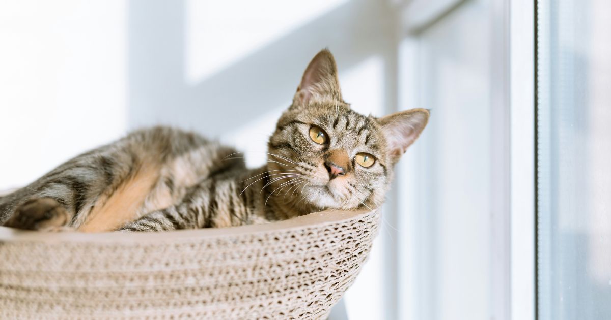 Cat in a basket next to a window
