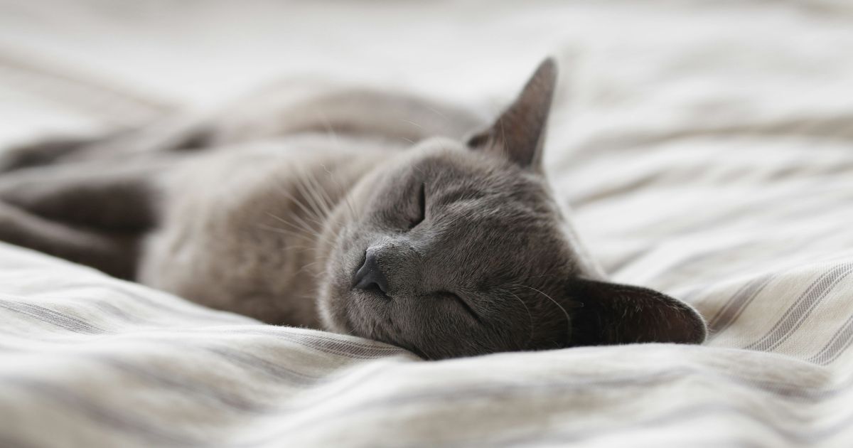 Cat laid on white bedding