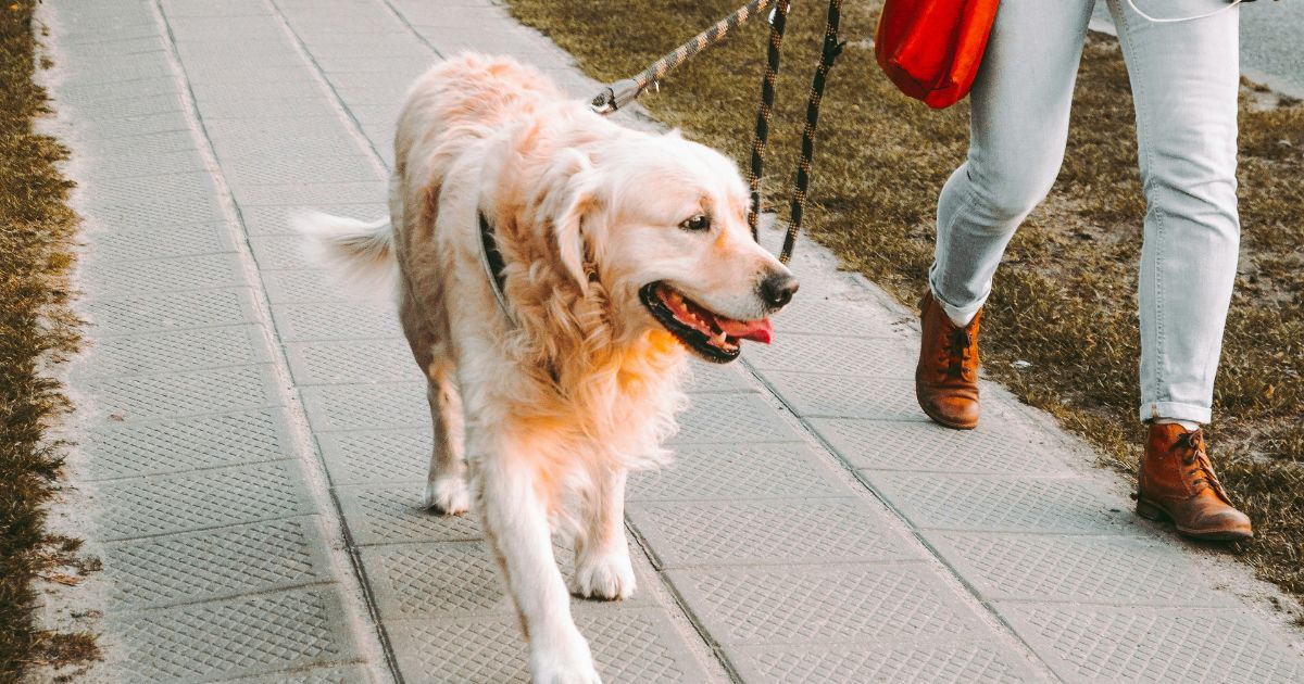 Golden retriever on a walk with owner