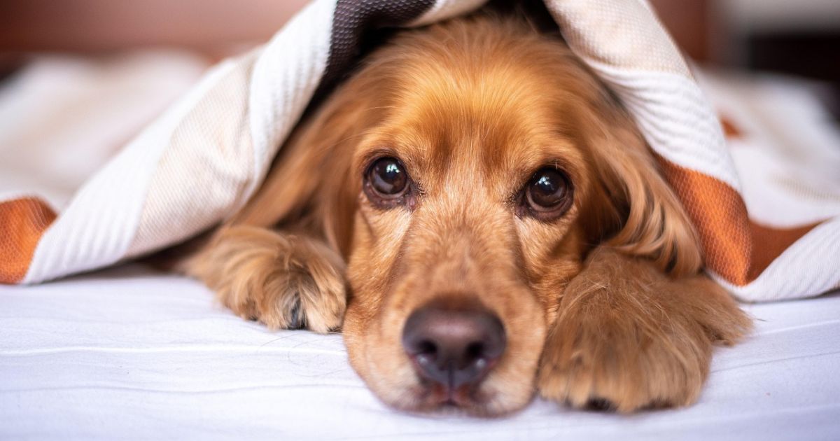 Golden spaniel under a white blanket
