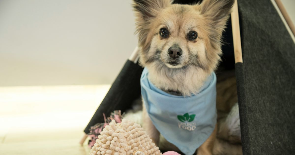 Dog next to small tent