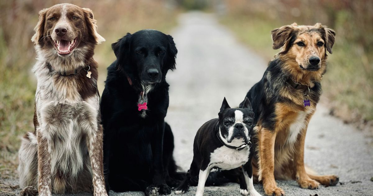 Four dogs sat in a line
